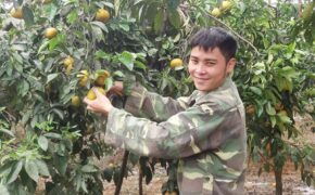 Những “nông dân triệu phú” trẻ tuổi tỉnh Nghệ An