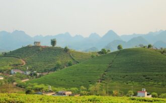 Trăm ngàn nỗi khổ của người trồng chè giữa nông trường Mộc Châu