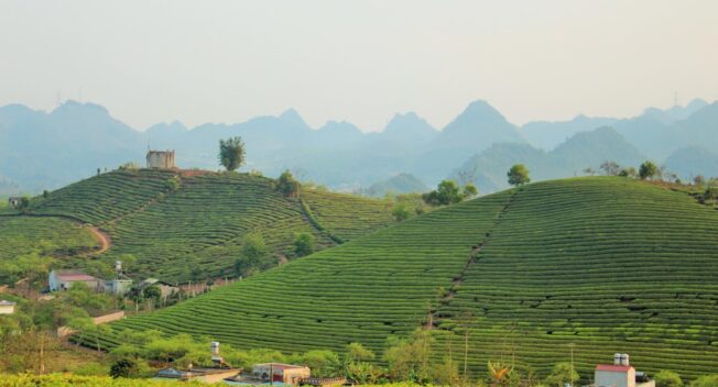 Trăm ngàn nỗi khổ của người trồng chè giữa nông trường Mộc Châu