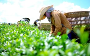 Hàng ngàn hộ dân trồng chè điêu đứng vì không có người mua