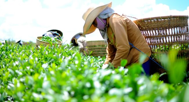 Hàng ngàn hộ dân trồng chè điêu đứng vì không có người mua