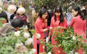 Ngắm 300 loài hoa hồng khoe sắc tại Hà Nội