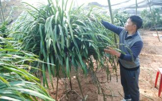 Thu hàng trăm triệu từ bán địa lan Trần Mộng Sa Pa dịp Tết