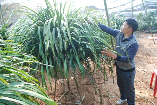 Anh Lê Lệnh Thương ở thôn Xả Xéng, xã Tả Phìn, huyện Sa Pa ( tỉnh Lào Cai) bên chậu hoa địa lan Trần Mộng Sa Pa có 100 cành hoa cùng nở trong một khóm có giá bán 90 triệu đồng đã được một khách hàng VIP đặt mua chơi Tết nguyên đán Mậu Tuất 2018