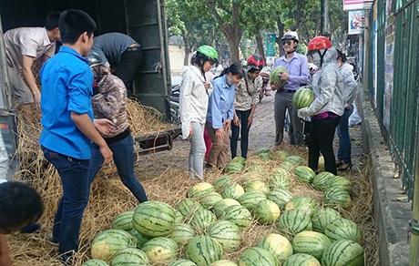 Dưa hấu Quảng Ngãi được TƯ Đoàn phối hợp tiêu thụ tại Hà Nội