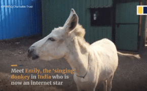 Chú lừa “biết hát” gây bão trên mạng xã hội