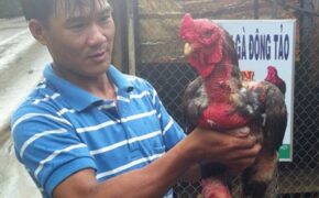 “Vua” gà Đông Tảo đồng bằng sông Cửu Long