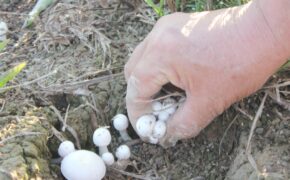 Tay rổ, tay thùng đi nhặt “lộc trời” sau bão