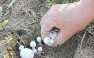 Tay rổ, tay thùng đi nhặt “lộc trời” sau bão