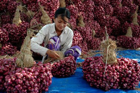 Tình nguyện viên luôn tay bưng vác những quả dưa nặng tới 10 kg