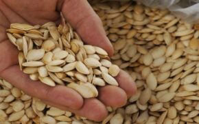 Cách lựa chọn hạt dưa, hạt bí an toàn cho ngày Tết