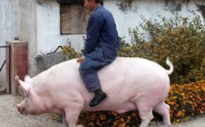 Người nông dân cưỡi con lợn nái khổng lồ nặng 1.200kg đi quanh thôn