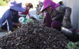 Thành lập khu bảo tồn biển Lý Sơn: 700 ngư dân cần sinh kế mới