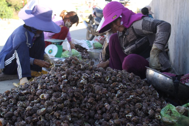  Nhiều lao động sẽ mất việc làm khi hoạt động đánh bắt ven bờ bị cấm. 