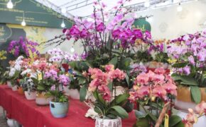 Hoa lan hồ điệp giá hàng chục triệu đồng “xuống phố” đón tết sớm