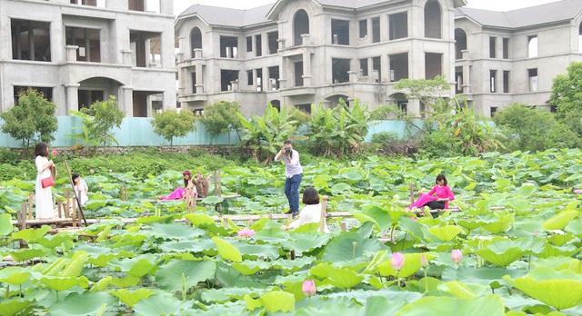  Sen hồ Tây vào mùa nở hoa cũng là lúc các chủ đầm và người làm dịch vụ ảnh đến vụ làm ăn tấp nập. Những năm gần đây, đầm sen hồ Tây luôn thu hút rất đông khách đến chụp ảnh. 