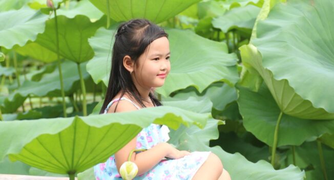 Đầm sen hồ Tây hút khách chụp ảnh