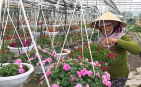 Hoa Tết được giá, nông dân phấn khởi