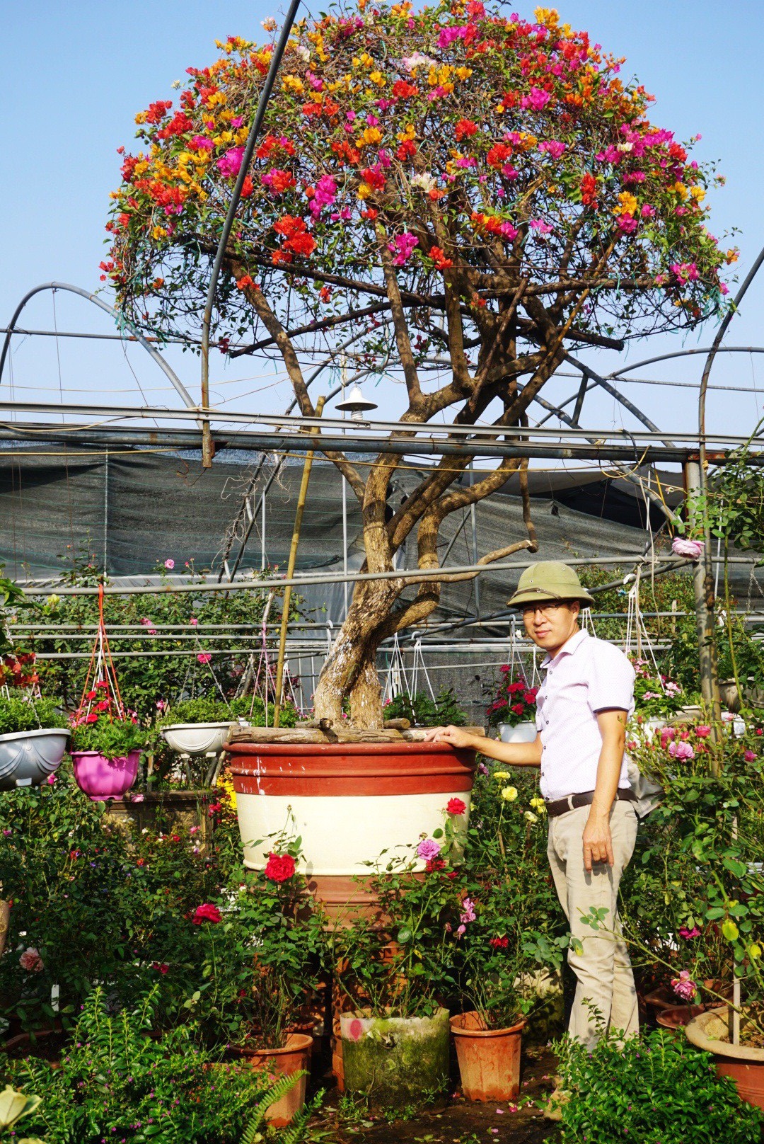 Gần Tết, rộ mốt hoa giấy bonsai khủng giá cả trăm triệu đồng - Ảnh 6.