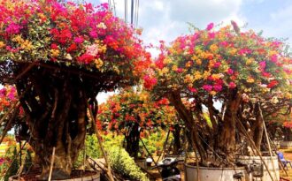 Gần Tết, rộ mốt hoa giấy bonsai “khủng” giá cả trăm triệu đồng