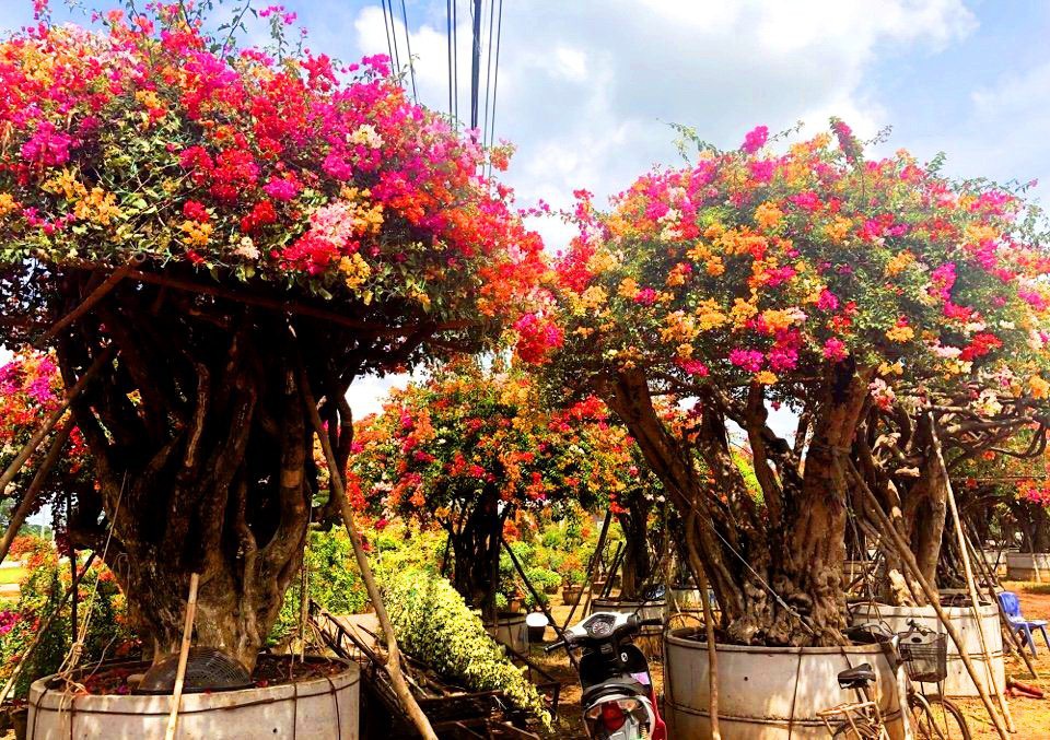 Gần Tết, rộ mốt hoa giấy bonsai khủng giá cả trăm triệu đồng - Ảnh 5.