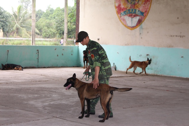 Loài chó có khứu giác cực tinh nhạy, có thể phát hiện ra những thứ mà con người chịu “bó tay”. Chính vì thế, chó hộ đê, chó bắt mối, chó dân sự ngày càng được ưa chuộng, nhất là trong công tác kiểm lâm.