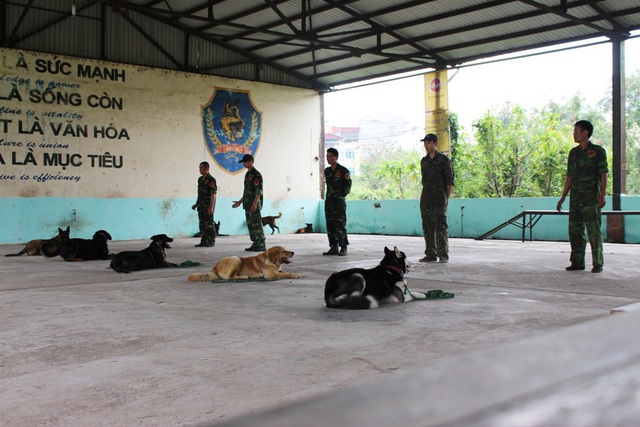 Đối với các “học viên” mới đến, huấn luyện viên thường dạy vào buổi sáng sớm, lúc còn vắng người để tăng khả năng tập trung cho các chú chó. Sau một thời gian, khi “học viên” đã có sự tiến bộ rõ rệt sẽ được tập trung lại và huấn luyện theo các bài tập tập thể.