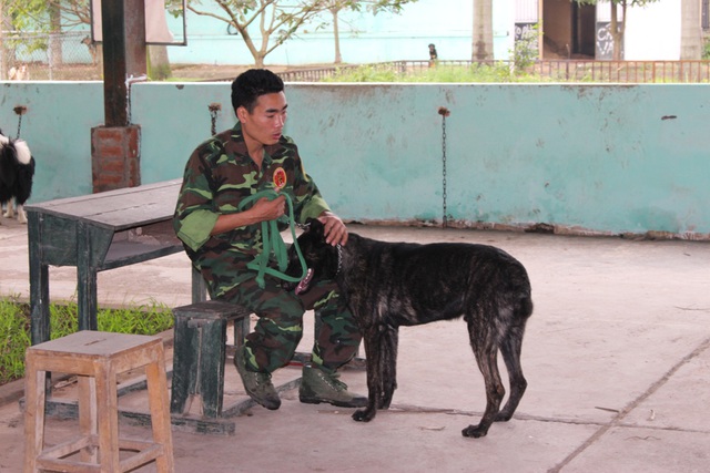 Thời gian để huấn luyện viên làm quen với các chú chó cũng khá lâu, tùy theo độ tuổi và giống chó. Với những con chó già, bảo thủ thì thời gian này có thể lên đến hơn 1 tuần. Cũng có trường hợp huấn luyện viên bị chó cắn, nhưng hầu hết chỉ xây xát nhẹ.