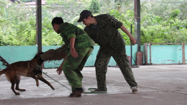 Để cho các chú chó hoàn thành tốt khóa huấn luyện, huấn luyện viên phải đóng vai những “con mồi” bất đắc dĩ, đeo trên tay một dụng cụ bảo hộ dày cộp và nặng nề. Một huấn luyện viên trẻ tuổi ở trung tâm cho biết, mỗi ngày, anh phải để các “học viên” cắn vào tay đến hàng chục lần. Là những chú chó có hàm răng khỏe, cộng thêm việc được huấn luyện kĩ càng nên nhiều khi, huấn luyện viên vẫn có thể bị bầm tím trên người.