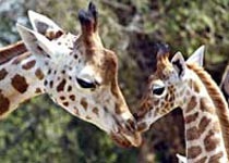 Con vật trong ngày sinh của bạn