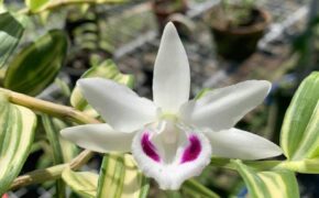 Tiết lộ “sốc” đằng sau những thương vụ mua bán giò lan bạc tỷ, gây xôn xao dư luận