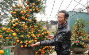 Quất cảnh hình rồng “độc nhất Hà Thành” trả 50 triệu không bán