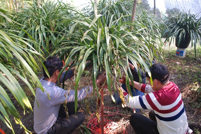 Chuyển hoa địa lan Sa Pa cho khách hàng