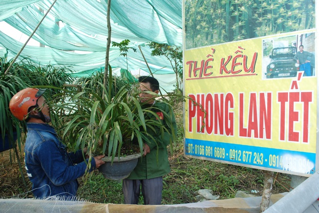 Vườn địa lan Trần Mộng quý hiếm có 600 chậu đạt tiêu chuẩn của gia đình anh Thương đưa ra thị trường hoa Tết 2018.