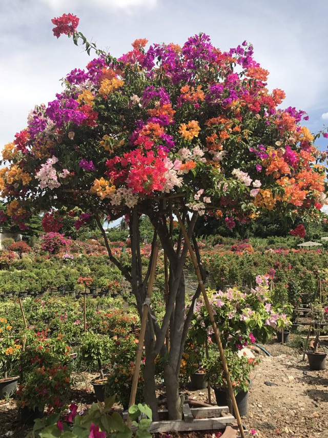 Gần Tết, rộ mốt hoa giấy bonsai khủng giá cả trăm triệu đồng - Ảnh 4.