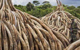 Choáng với “núi ngà voi” trị giá 172 triệu USD bị Kenya tiêu hủy