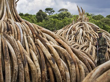 Choáng với “núi ngà voi” trị giá 172 triệu USD bị Kenya tiêu hủy