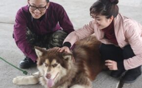 “Thiếu gia” Hà thành và thú chơi chó nghiệp vụ “khủng”