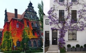 Khi những ngôi nhà bình thường bỗng hóa “tiên cảnh” nhờ cây xanh