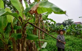 Gặp người phụ nữ hơn 35 năm hái lá chuối mưu sinh