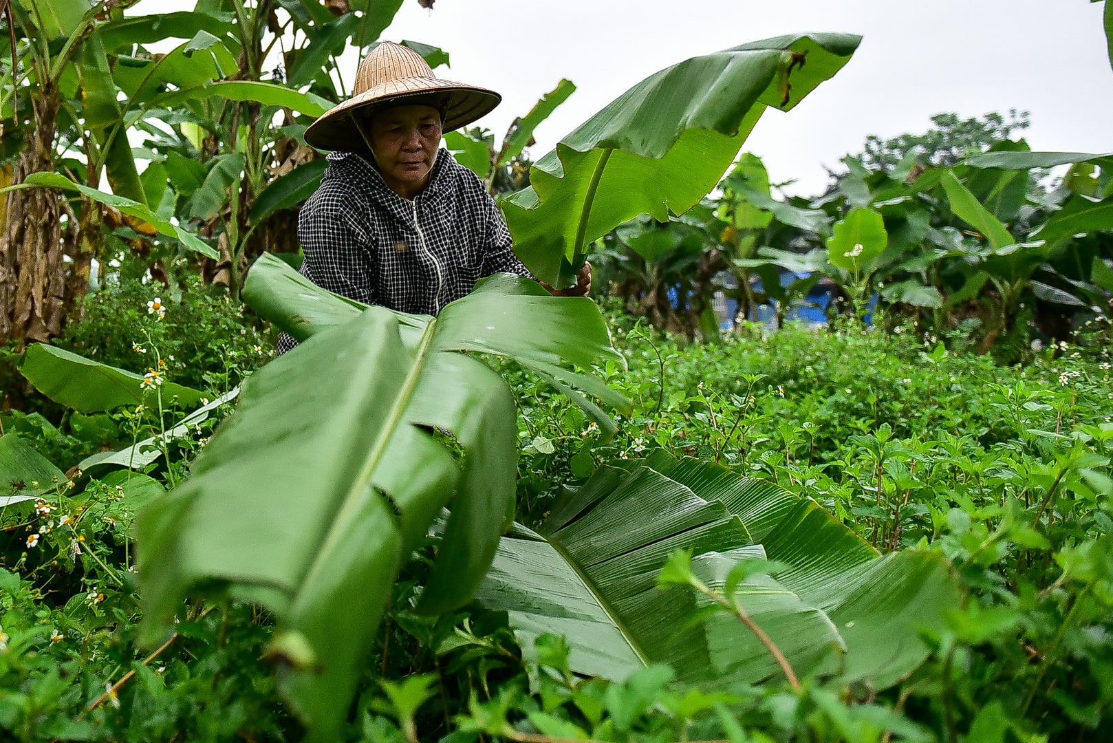 Gặp người phụ nữ hơn 35 năm hái lá chuối mưu sinh - 11