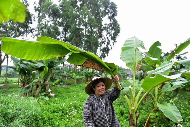 Gặp người phụ nữ hơn 35 năm hái lá chuối mưu sinh - 8