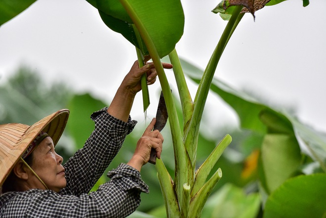 Gặp người phụ nữ hơn 35 năm hái lá chuối mưu sinh - 9