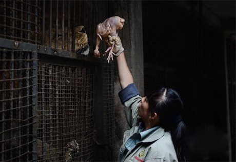 Bên cạnh việc chơi đùa, cô còn chịu trách nhiệm chăm sóc hổ, sư tử khác tại Công viên.