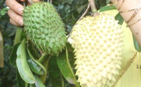 Lạ mắt trái mãng cầu vàng trưng Tết