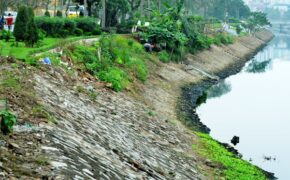 Cảnh báo nguy cơ nhiễm độc tố vì rau trồng vỉa hè