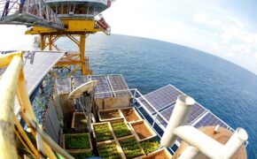 Vườn thanh niên ở Trường Sa và Nhà giàn DK1