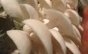 Rau sạch vườn nhà: Cẩm nang trồng nấm tại gia