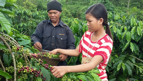 Già HMơk hướng dẫn cho thanh niên trong làng hái cà phê