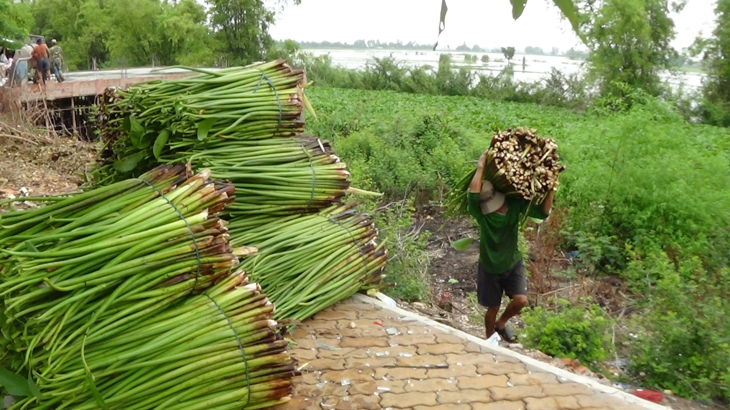 Hiện nay với những nông dân chuyên cắt lục bình tươi bán lại cho các vựa có thu nhập ổn định từ 100.000 - 200.000 đồng